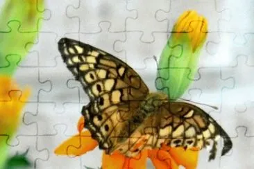 MARSU jigsaw puzzle