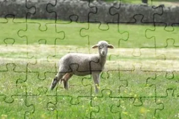 MARSU jigsaw puzzle