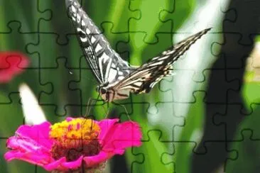 MARSU jigsaw puzzle