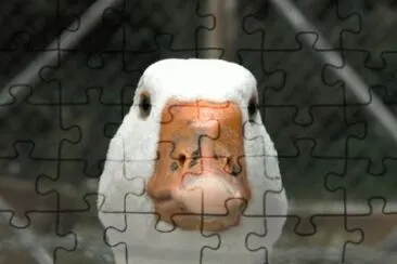 MARSU jigsaw puzzle