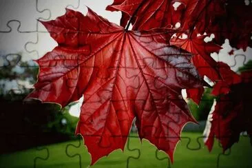 feuille jigsaw puzzle
