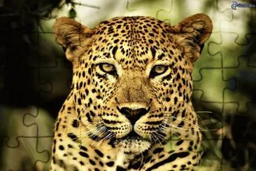 פאזל של Leopardo