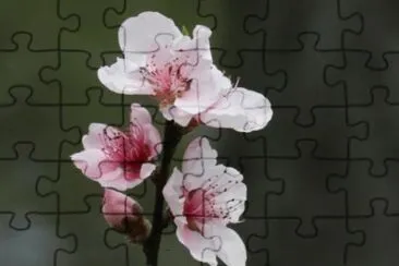 MARSU jigsaw puzzle