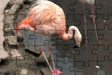 MARSU jigsaw puzzle