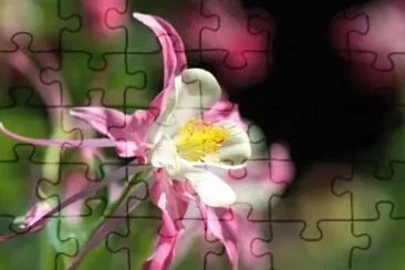 MARSU jigsaw puzzle