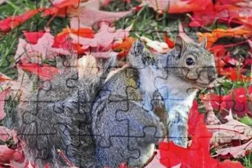MARSU jigsaw puzzle