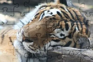 MARSU jigsaw puzzle