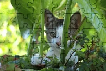 MARSU jigsaw puzzle
