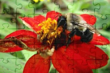 MARSU jigsaw puzzle
