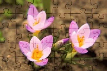 MARSU jigsaw puzzle