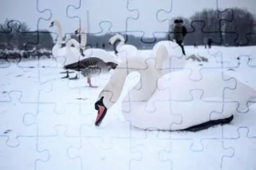 MARSU jigsaw puzzle