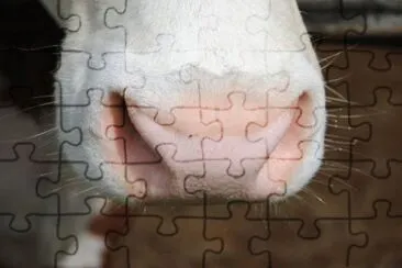MARSU jigsaw puzzle