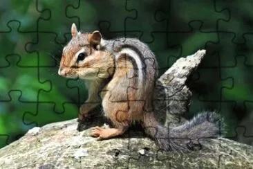 MARSU jigsaw puzzle