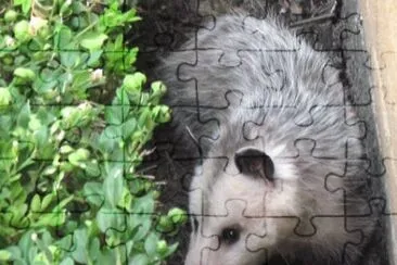 MARSU jigsaw puzzle
