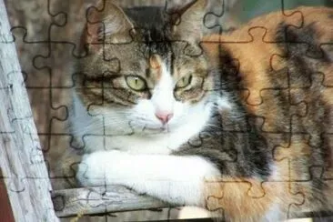MARSU jigsaw puzzle