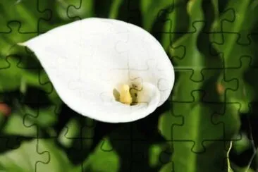 MARSU jigsaw puzzle