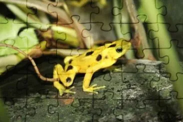 MARSU jigsaw puzzle