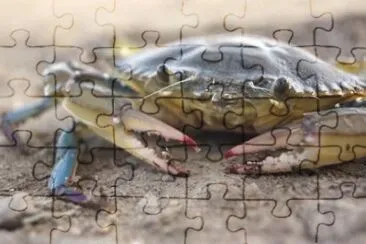MARSU jigsaw puzzle