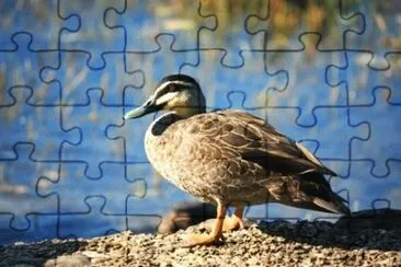 MARSU jigsaw puzzle
