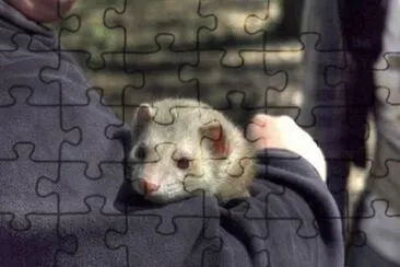 MARSU jigsaw puzzle