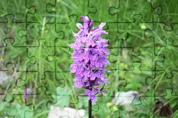 Fiori