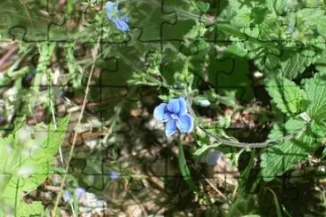 Fiori jigsaw puzzle