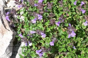 Fiori