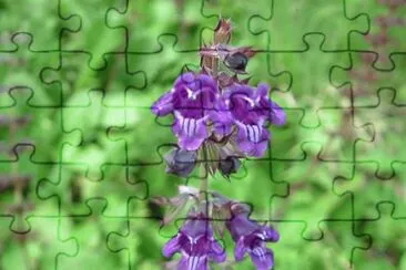 פאזל של Fiori