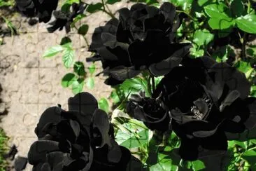 ROSAS PERLA NEGRA jigsaw puzzle