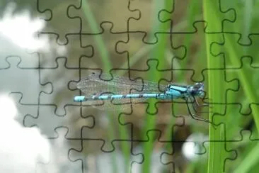 Libellula jigsaw puzzle