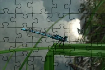Libellula