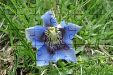 Fiori jigsaw puzzle
