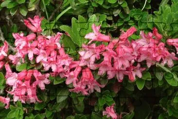 Fiori jigsaw puzzle