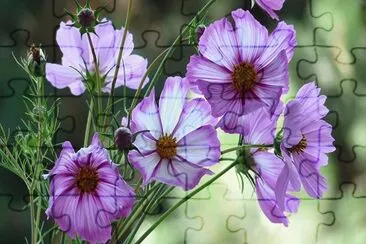 Cosmea