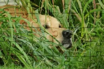 MARSU jigsaw puzzle