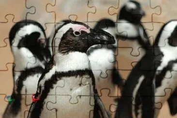 MARSU jigsaw puzzle