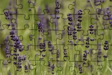 MARSU jigsaw puzzle
