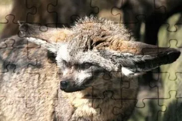 MARSU jigsaw puzzle