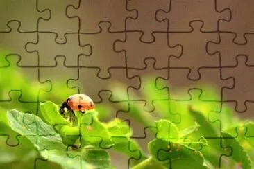 MARSU jigsaw puzzle