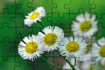 MARSU jigsaw puzzle