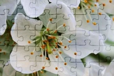 MARSU jigsaw puzzle