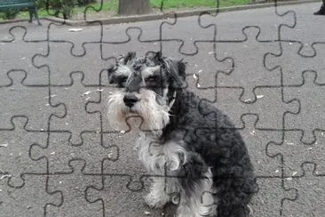chato6 jigsaw puzzle