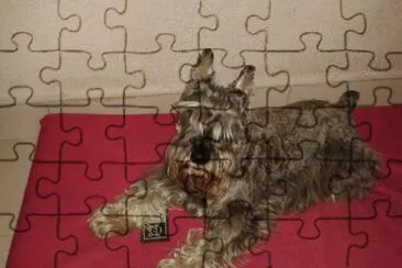 david7 jigsaw puzzle