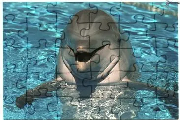 Delfin jigsaw puzzle