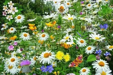 natureza jigsaw puzzle