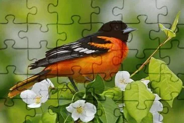 פאזל של natureza