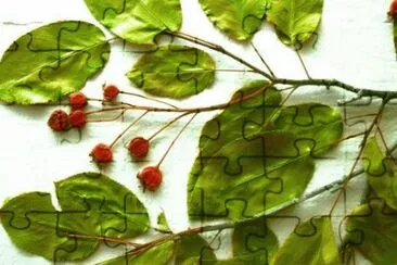 MARSU jigsaw puzzle