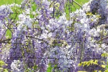 MARSU jigsaw puzzle