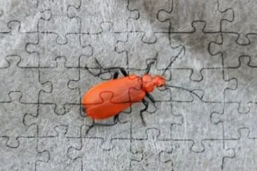  jigsaw puzzle