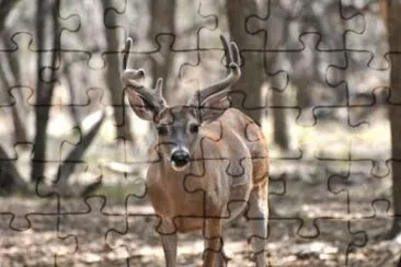 MARSU jigsaw puzzle
